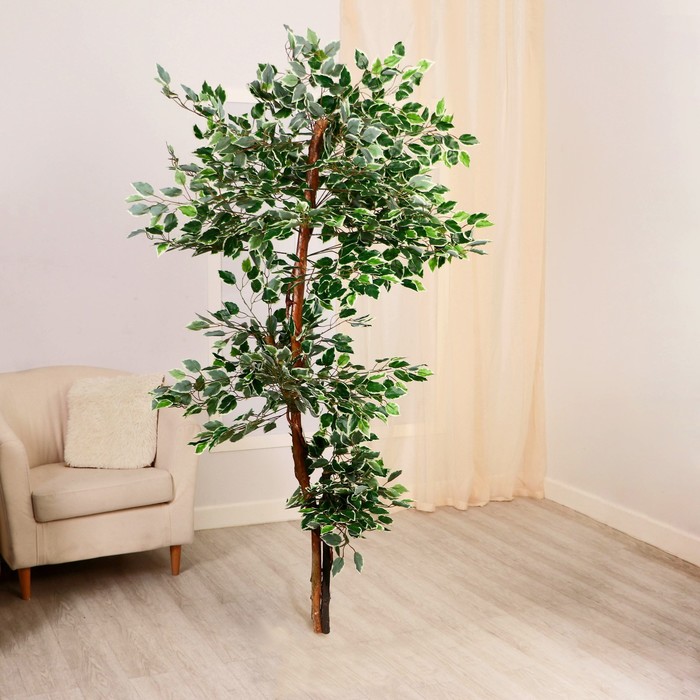 Дерево Фикус Бенджамина (165 см), размер 165 см