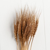 Сухоцвет колос пшеницы цвет: золотой (8х8х60 см)