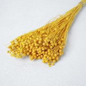 Сухоцвет Абрус цвет: желтый (9х9х64 см)