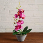 Цветочная композиция Орхидея цвет: в ассортименте (10х28 см)