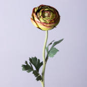Цветок Ранункулюс (50 см)