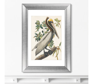 Картина Американский Бурый Пеликан (50,5х70,5 см)