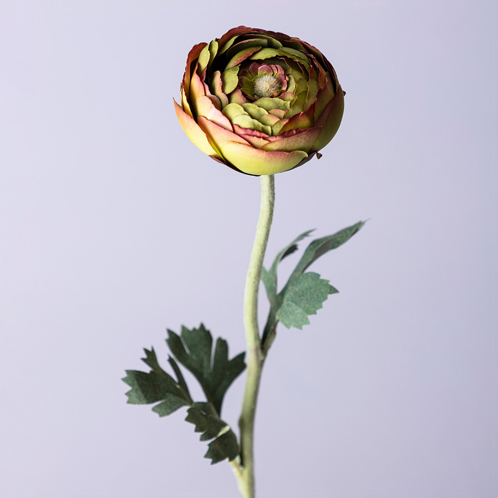 Цветок Ранункулюс (50 см), размер 50 см lfr961542 Цветок Ранункулюс (50 см) - фото 1