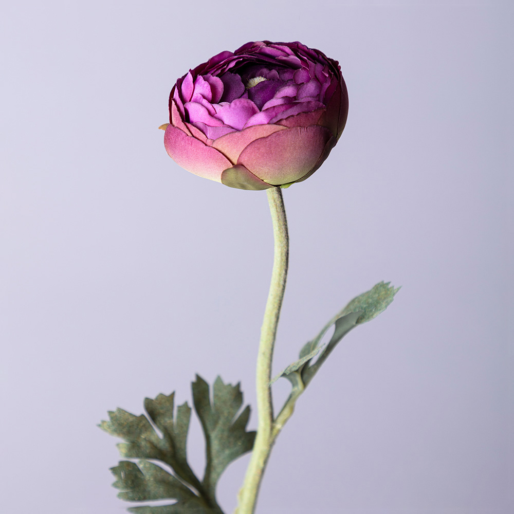 Цветок Ранункулюс (50 см), размер 50 см